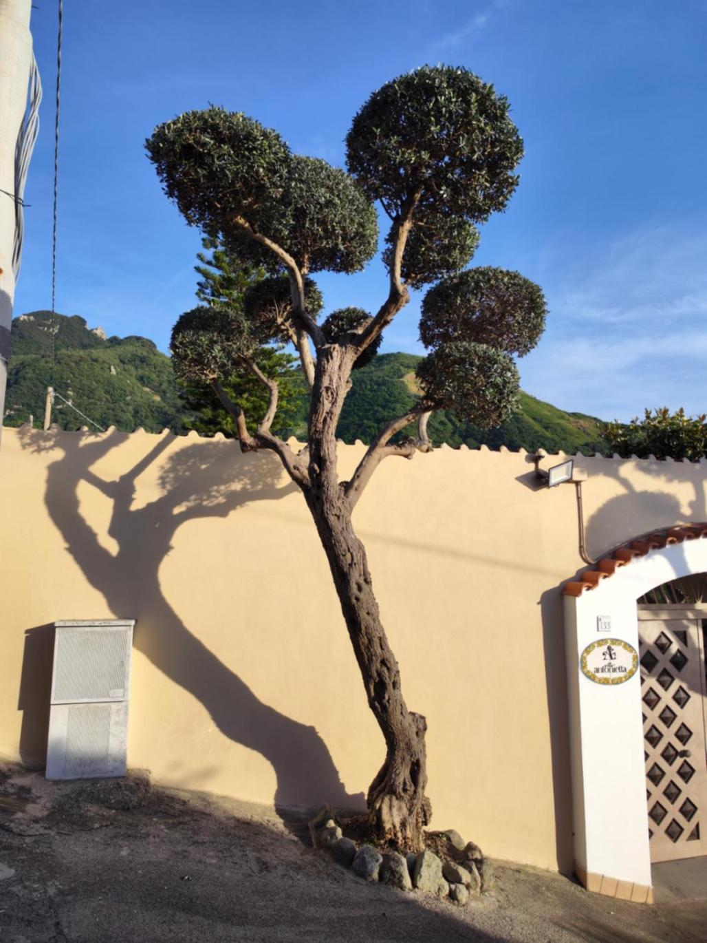 Villa Antonietta Ischia Extérieur photo